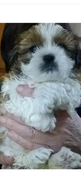 Cuccioli di shih tzu | Foto 0