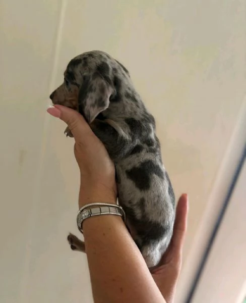Regalo Cuccioli di Bassotti  WhatsApp hidden | Foto 2