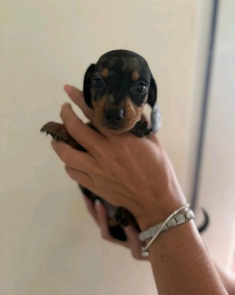 Regalo Cuccioli di Bassotti  WhatsApp hidden | Foto 1