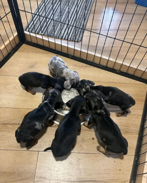 Regalo Cuccioli di Bassotti  WhatsApp hidden | Foto 0