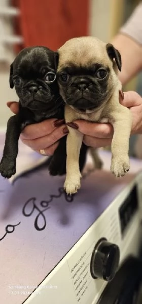Regalo Cuccioli di Carlino  WhatsApp hidden | Foto 0