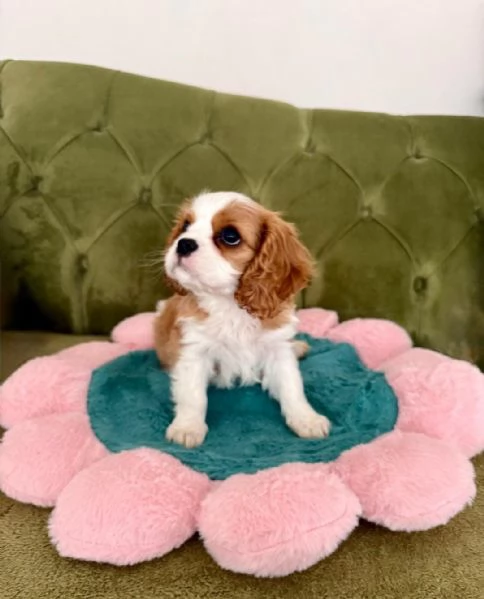 Regalo Cuccioli di  Cavalier King WhatsApp hidden | Foto 2