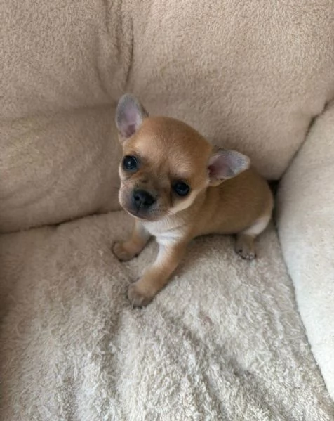 Regalo Cuccioli di  Chihuahua WhatsApp hidden