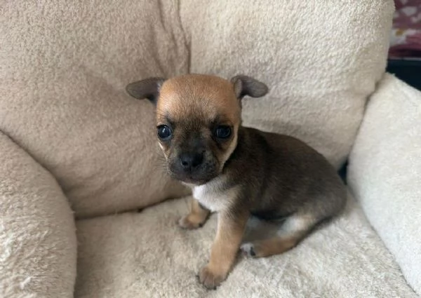 Regalo Cuccioli di  Chihuahua WhatsApp hidden | Foto 1