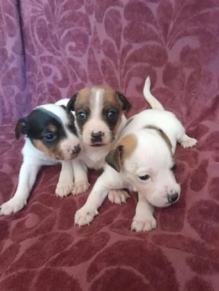 Regalo Cuccioli di Jack Russel