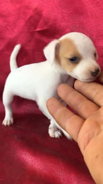 Regalo Cuccioli di Jack Russel | Foto 2