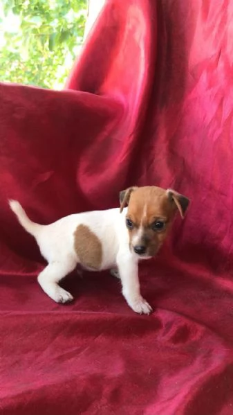 Regalo Cuccioli di Jack Russel | Foto 0