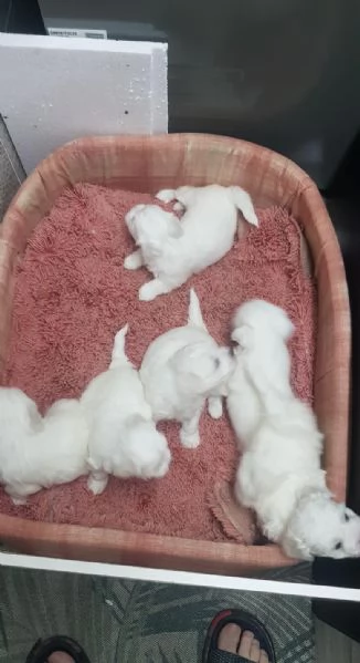 Regalo Cuccioli di  Maltese | Foto 0