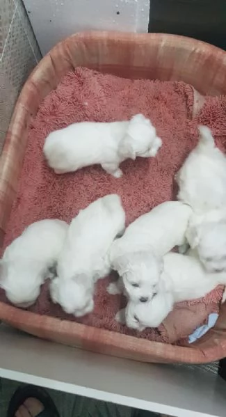 Regalo Cuccioli di  Maltese