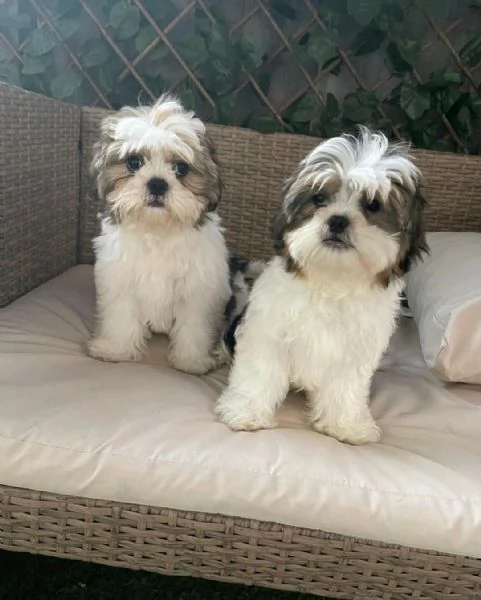 Regalo Cuccioli di  Shitzu