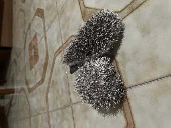 Vendo 6 cuccioli di riccio africano