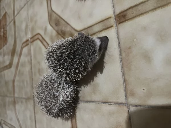 Vendo 6 cuccioli di riccio africano | Foto 5