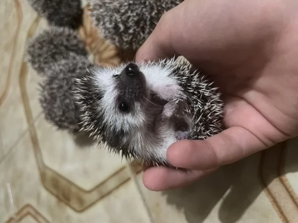 Vendo 6 cuccioli di riccio africano | Foto 4