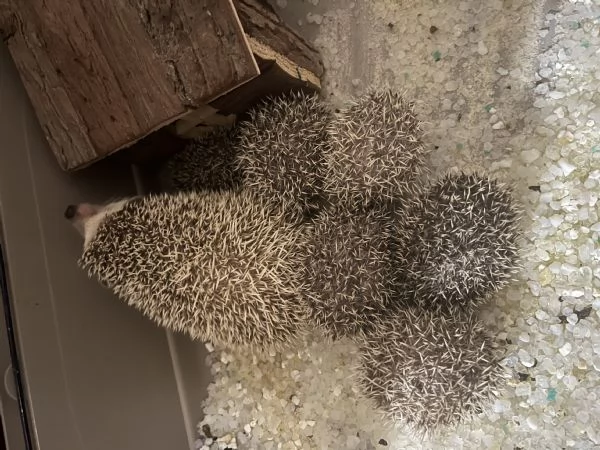 Vendo 6 cuccioli di riccio africano | Foto 3