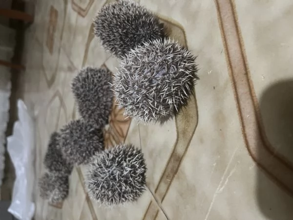 Vendo 6 cuccioli di riccio africano | Foto 2