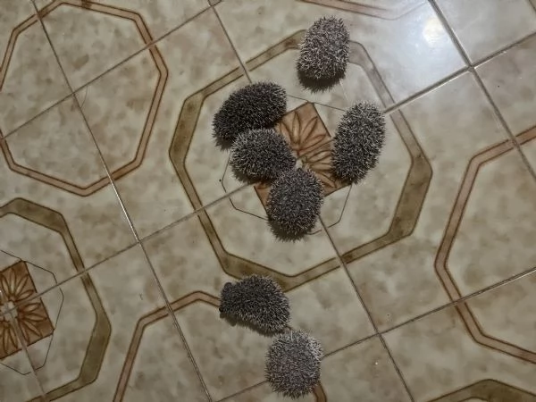 Vendo 6 cuccioli di riccio africano | Foto 1