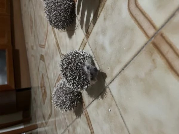 Vendo 6 cuccioli di riccio africano | Foto 0