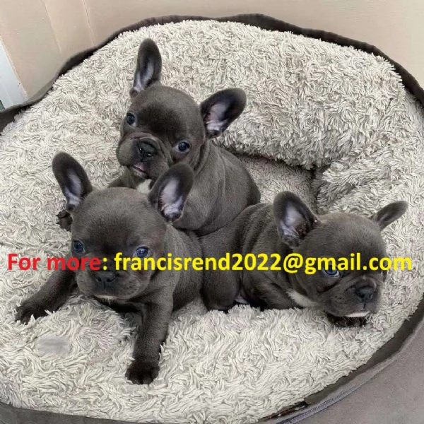 Splendidi cuccioli di bulldog francese blu