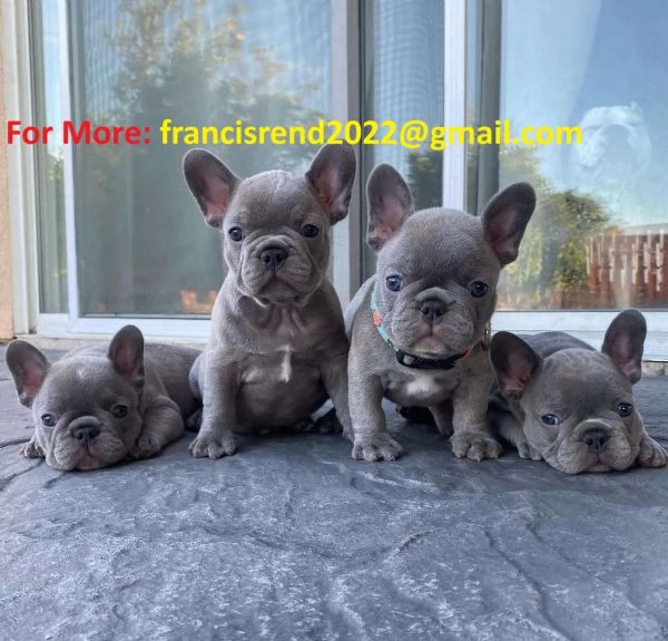 Disponibili cuccioli di bulldog francese Blue Teacup