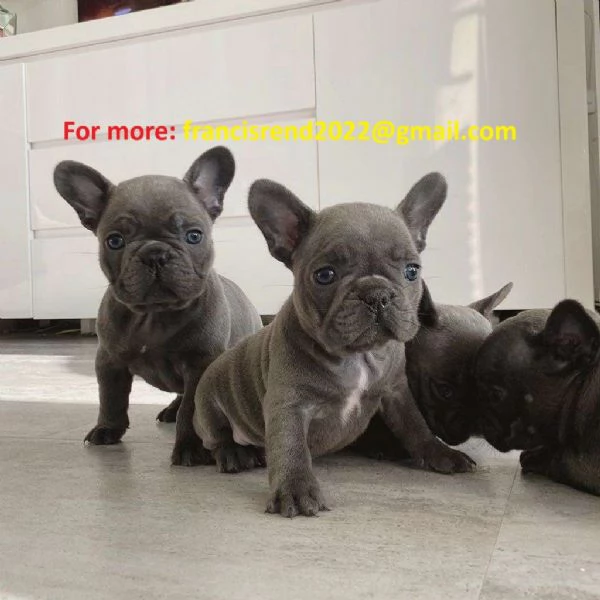 Cuccioli di bulldog francese blu e bianco