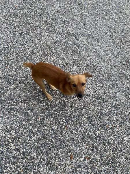 Regalo Cane allegro e giocherellone 