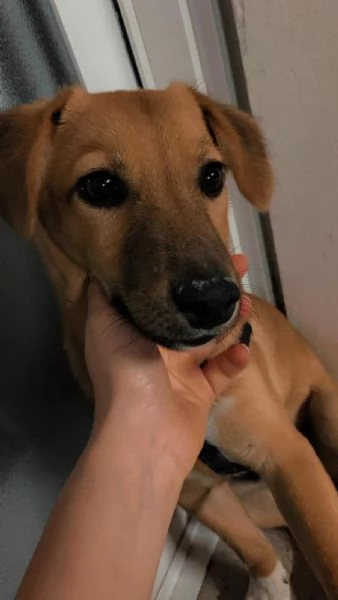 Regalo Cane allegro e giocherellone  | Foto 4