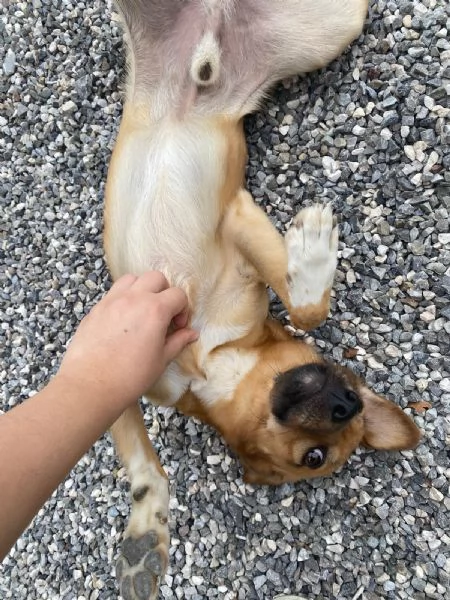 Regalo Cane allegro e giocherellone  | Foto 3