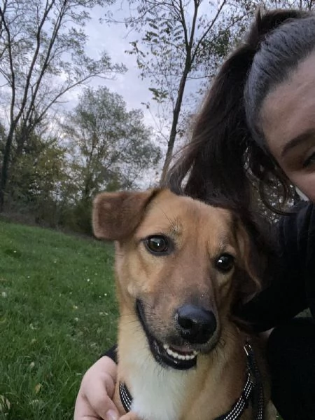 Regalo Cane allegro e giocherellone  | Foto 2