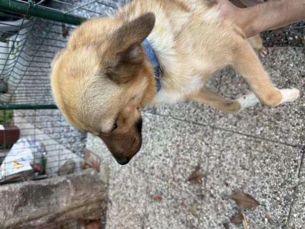 Regalo Cane allegro e giocherellone  | Foto 1