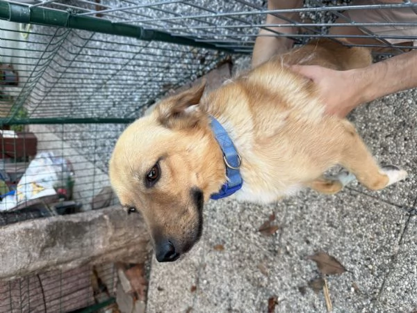 Regalo Cane allegro e giocherellone  | Foto 0