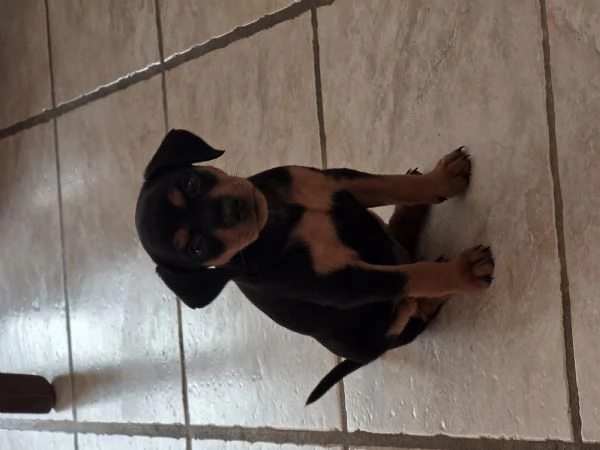 Vendo cuccioli picher 