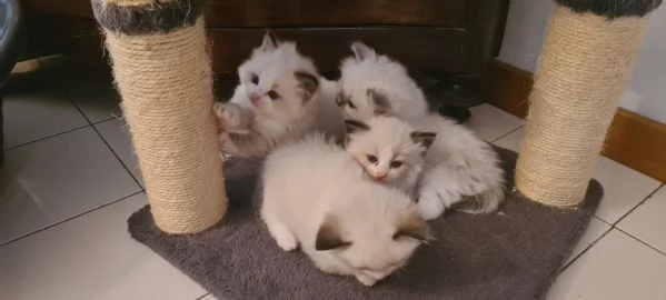 Ragdoll