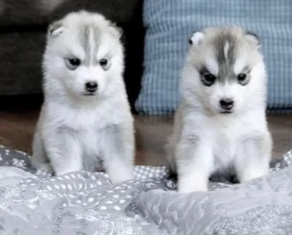 prestigiosi cuccioli di Siberian Husky
