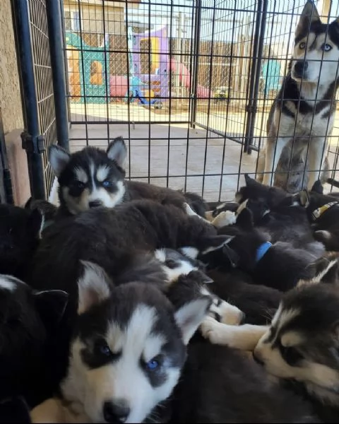Disponibili cuccioli di Siberian Husk