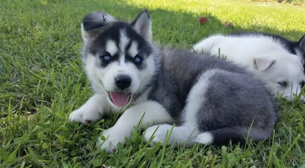 cuccioli di Siberian Husky