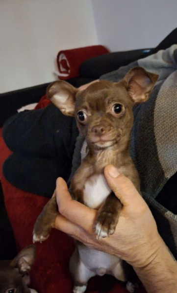 REGALO CHIHUAHUA TOY MERAVIGLIOSI 