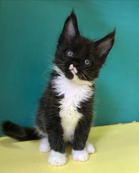 Adorabili gatti del Mainecoon