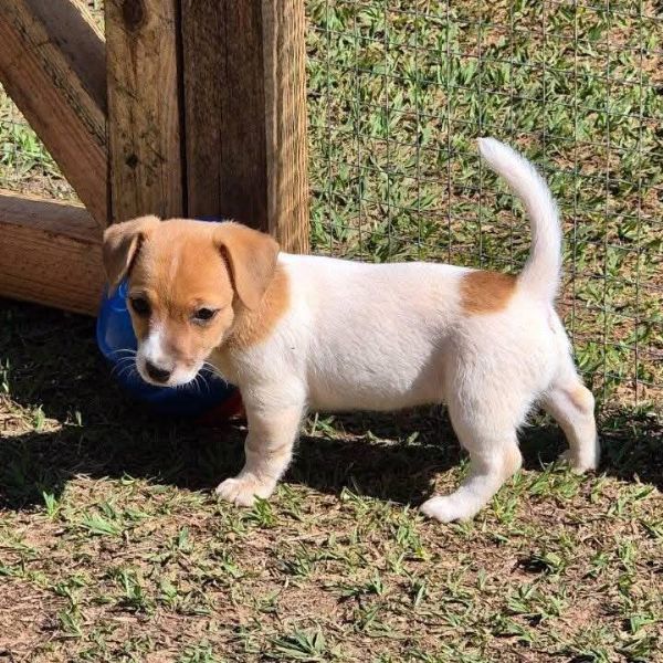 Offerta di adozione maschio e femmina  Jack Russell  | Foto 0