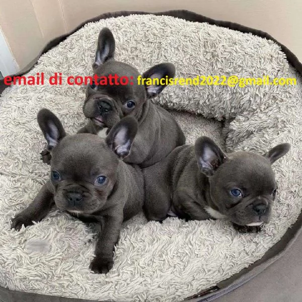 2 cuccioli di bulldog francese blu femmina fulvo  maschio