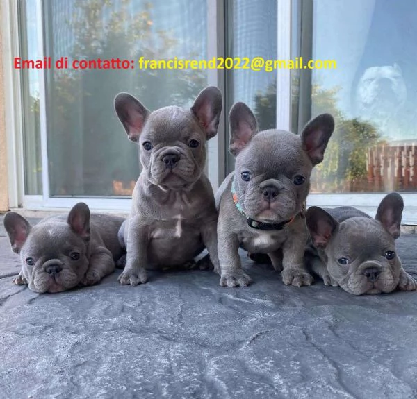 Bellissimo Bulldog francese maschio blu AKC di 11 settimane | Foto 0
