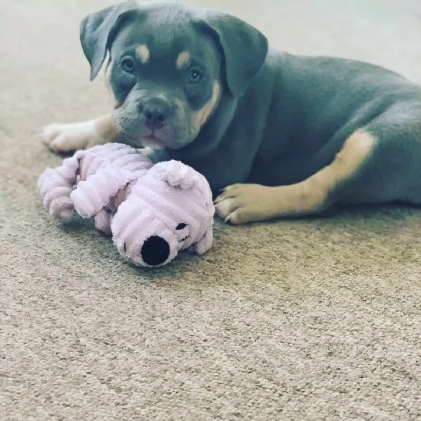 Sono disponibili Pit Bull di due mesi | Foto 3