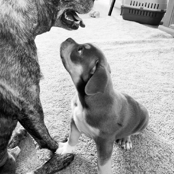 Sono disponibili Pit Bull di due mesi | Foto 2