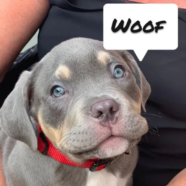 Sono disponibili Pit Bull di due mesi | Foto 1