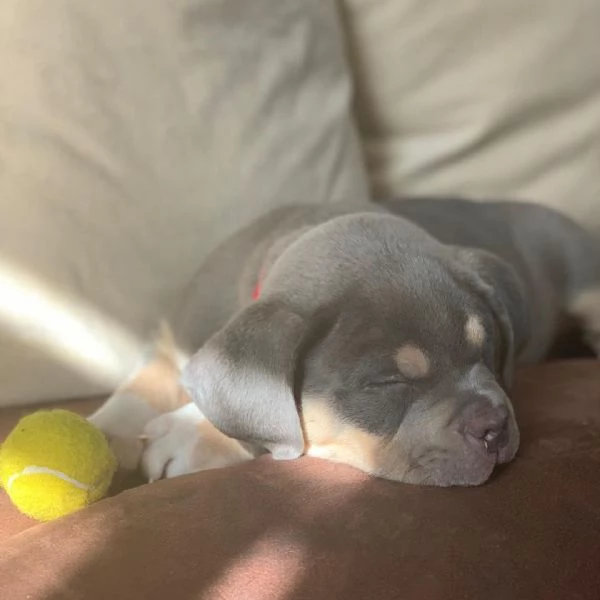 Sono disponibili Pit Bull di due mesi | Foto 0