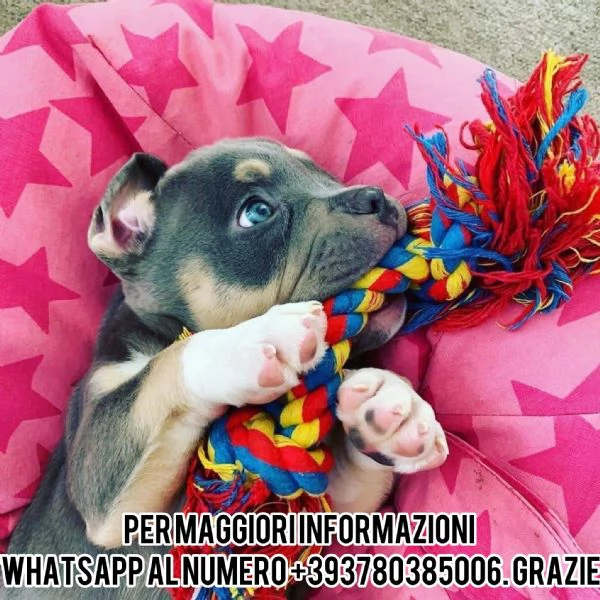 Sono disponibili Pit Bull di due mesi