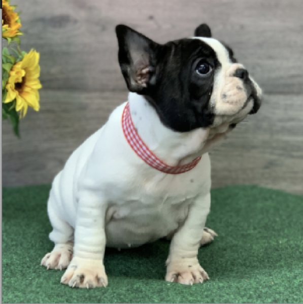 REGALO BOULEDOGUE FRANCESE | Foto 0