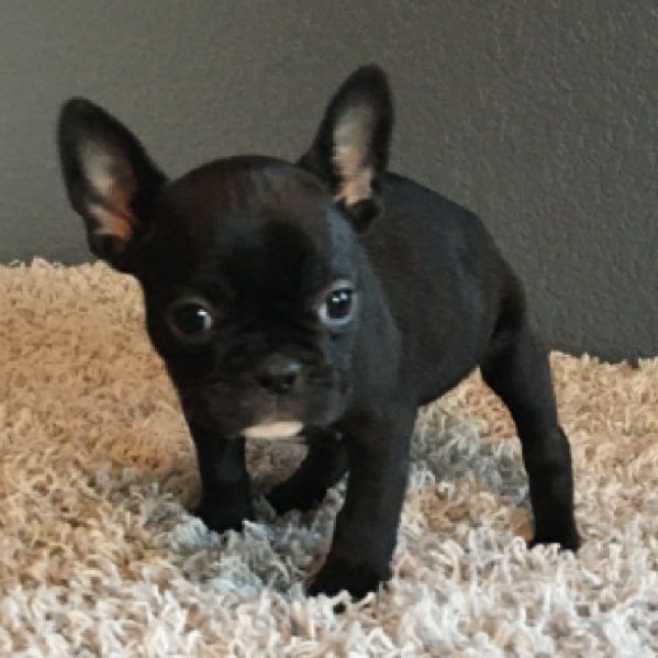 REGALO BOULEDOGUE FRANCESE