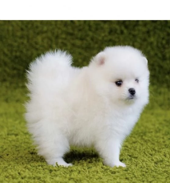 3 Pomeranian Toy cuccioli maschio e femmina