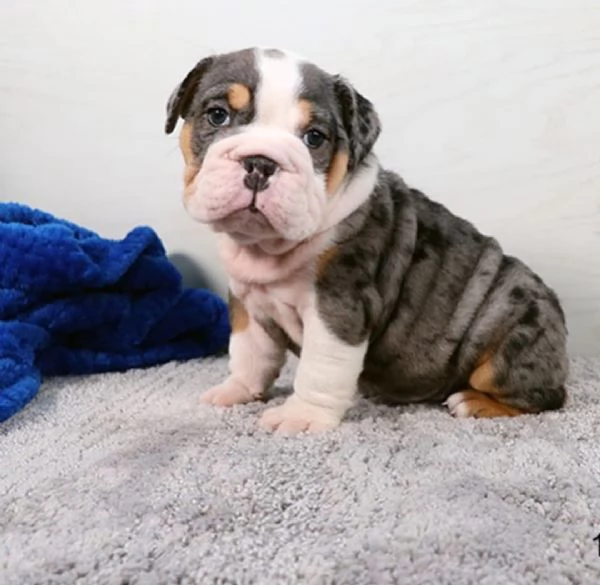 Bulldog Inglese cuccioli maschio e femmina