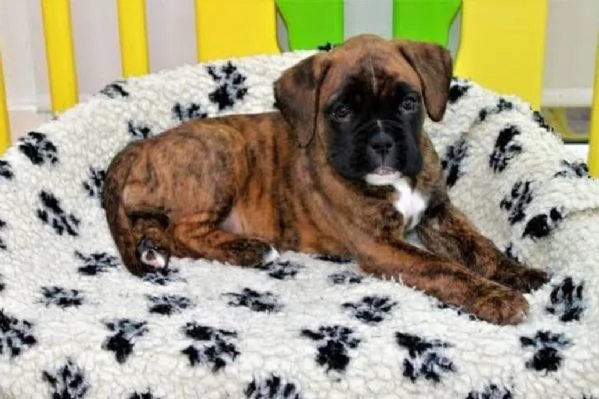 Boxer cuccioli maschio e femmina | Foto 0